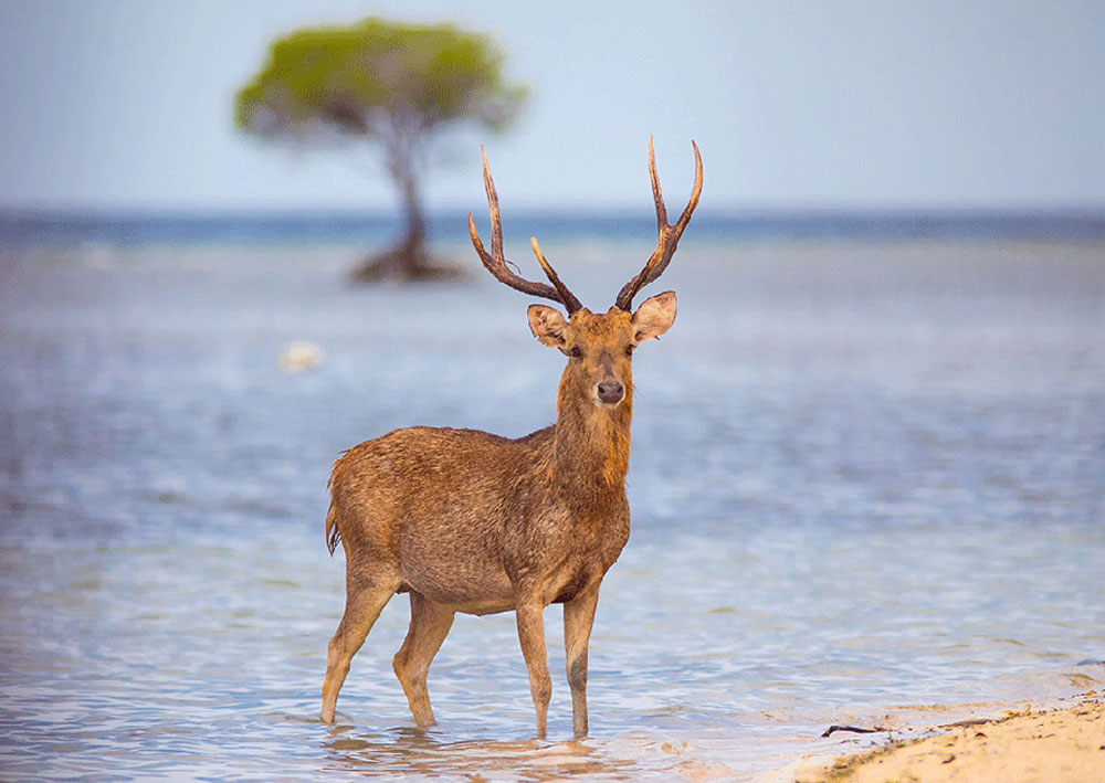 taman-nasional-bali-barat